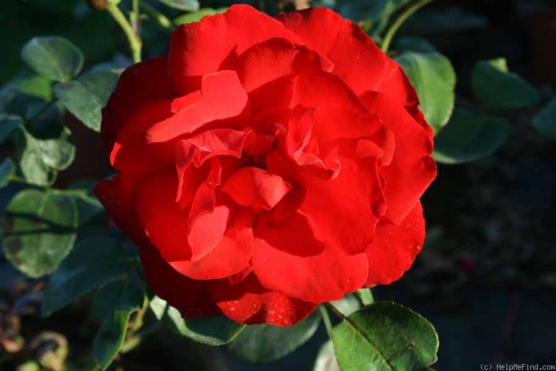 'Grand Hotel ®' rose photo