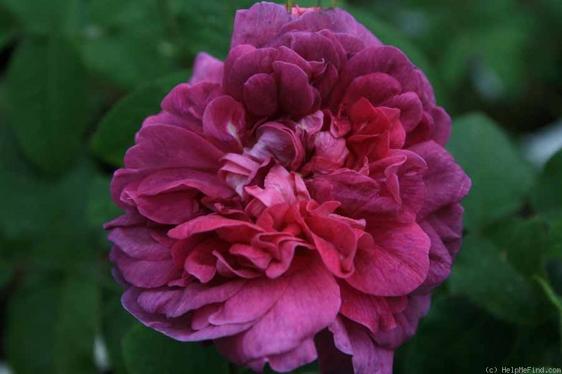 'Indigo (portland, Laffay, 1843)' rose photo