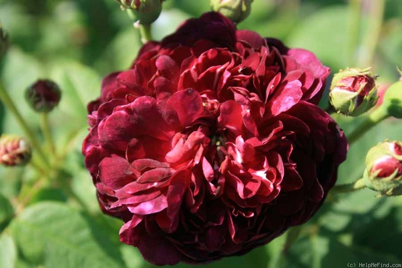 'La Négresse (damask, Vibert, 1842)' rose photo
