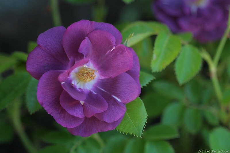 'Rhapsody in Blue ™' rose photo