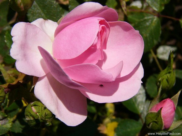 'Bonica '82' rose photo