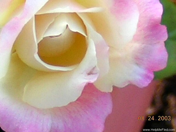 'Mrs. Dudley Cross (Tea, Paul, 1907)' rose photo