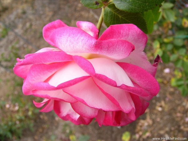 'Arlequin (climber, Kordes, 1986)' rose photo