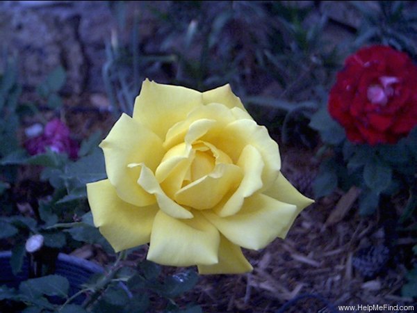 'Summer Sunshine' rose photo
