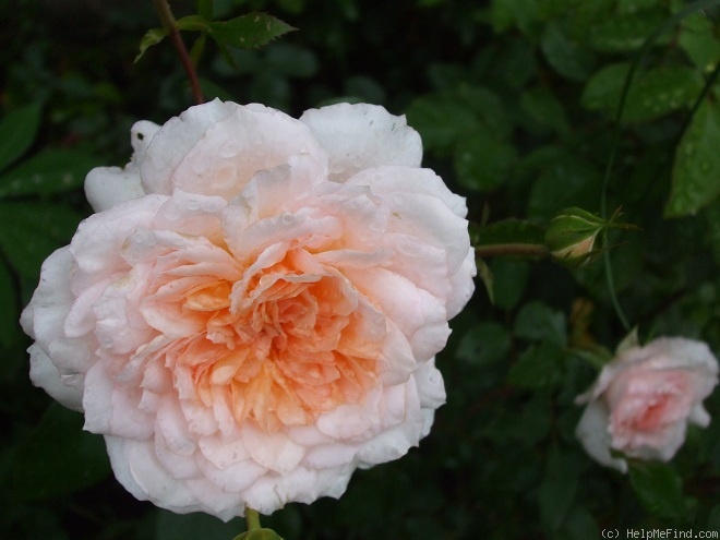 'Schloss Eutin ® Fairy Tale' rose photo