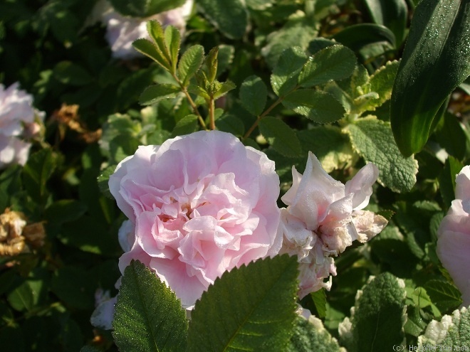 'Martin Frobisher' rose photo