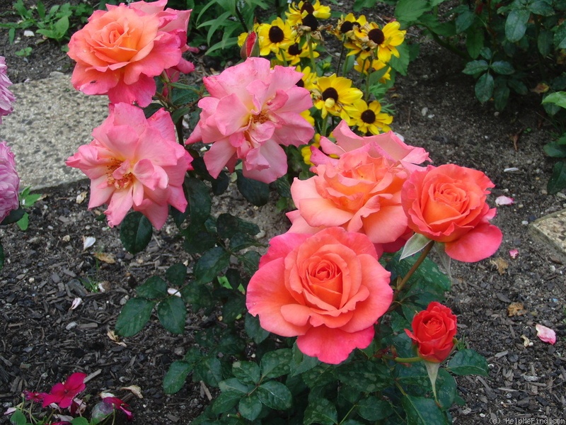 'Freisinger Morgenröte (shrub, Kordes, 1988)' rose photo