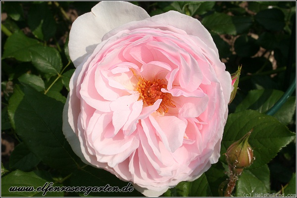 'Heritage ®' rose photo