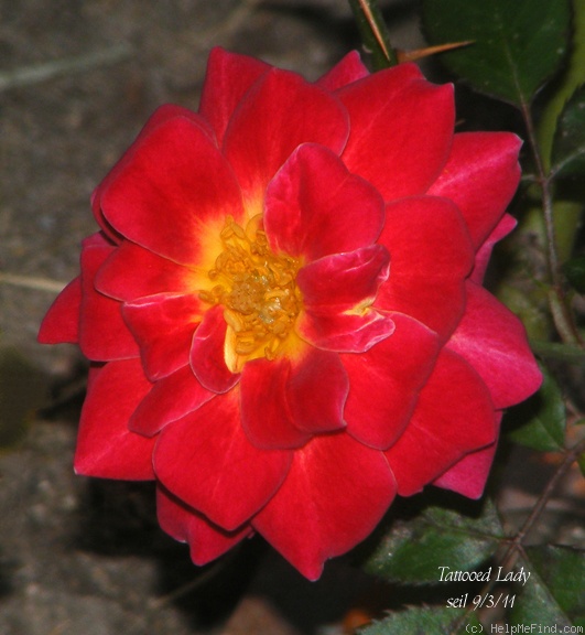 'Tattooed Lady' rose photo