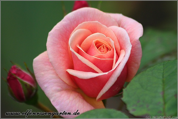 'Ulrike (Floribunda, Schmadlak, 1973)' rose photo
