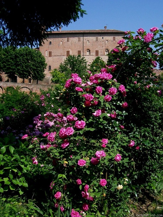 'Zéphirine Drouhin (Bourbon, Bizot 1868)' rose photo