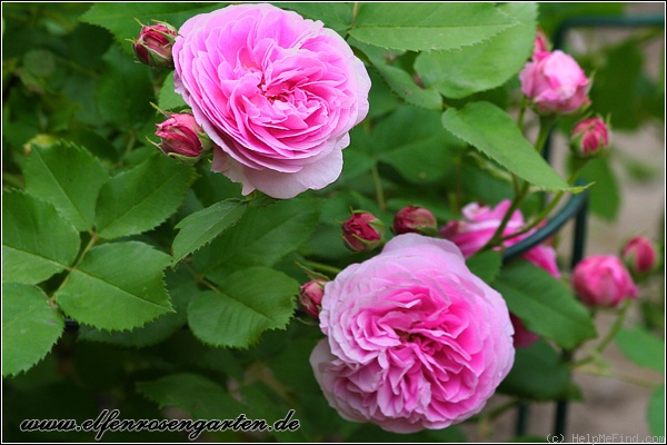 'Louise Odier (Bourbon, Margottin, 1851)' rose photo