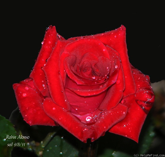 'Robin Alonso ™' rose photo