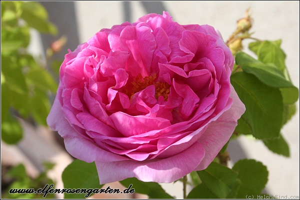 'Madame Knorr' rose photo