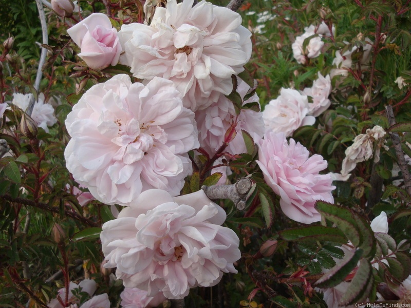 'Stanwell Perpetual (Spinosissima, Lee before 1821)' rose photo