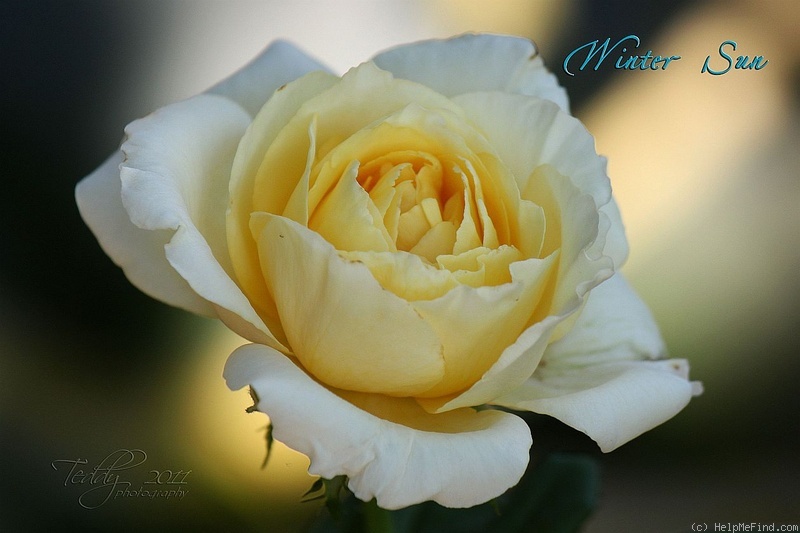 'Winter Sun ® (Hybrid Tea, Kordes 2001)' rose photo