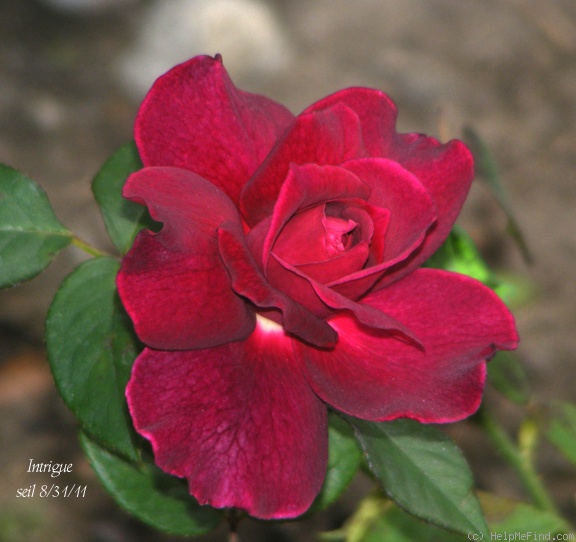 'Intrigue (floribunda, Warriner 1982)' rose photo