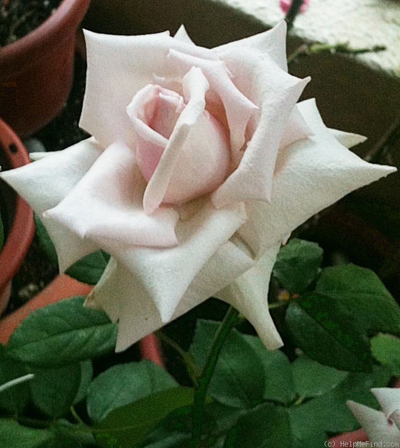 'Allure ™ (hybrid tea, Zary, 1994)' rose photo