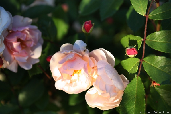 'Cornelia (Hybrid Musk, Pemberton, 1925)' rose photo