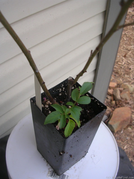'<i>Rosa setigera</i> 'Serena'' rose photo