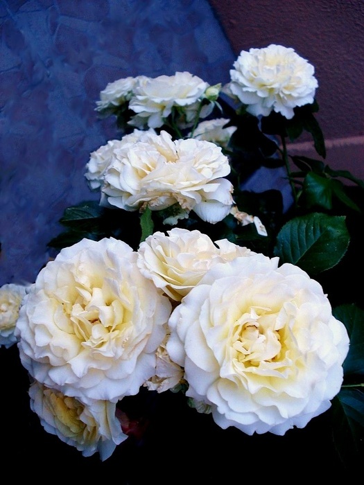 'Lilian Baylis' rose photo