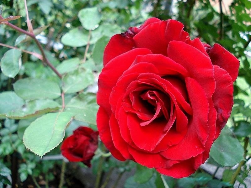 'Marcel Pagnol ®' rose photo