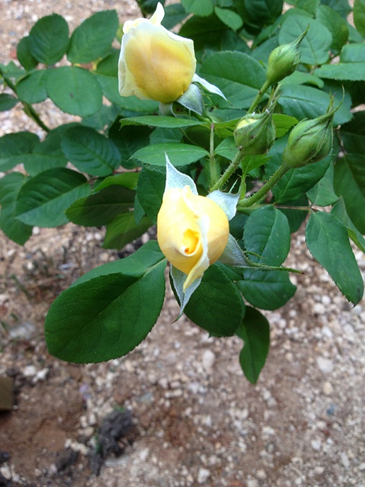 'Miss Nomer's Garden'  photo