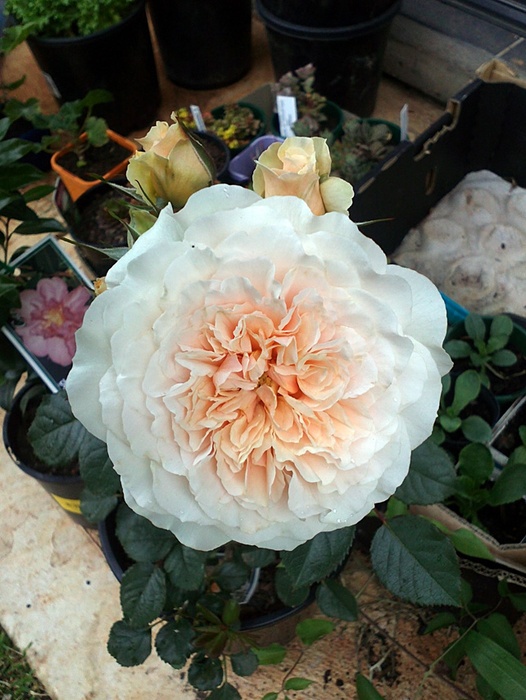 'Miss Nomer's Garden'  photo