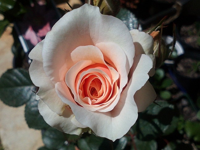'Miss Nomer's Garden'  photo