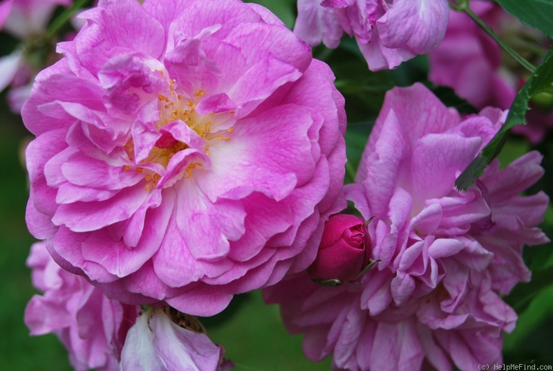 'Lavender Lassie (Hybrid Musk, Kordes, 1960)' rose photo