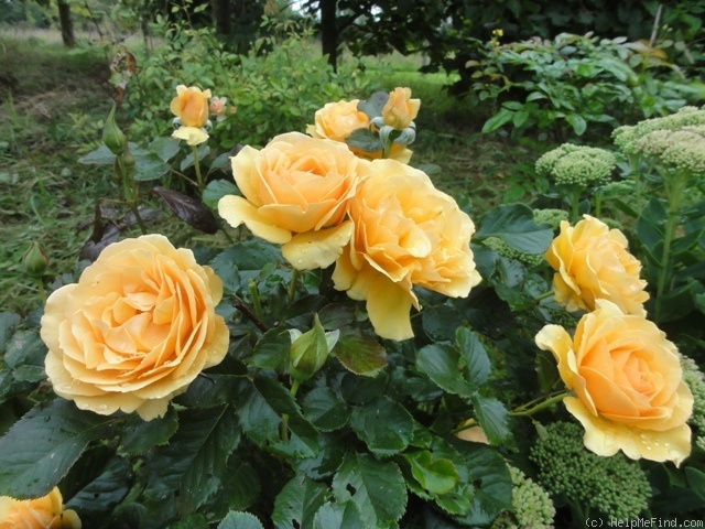 'Amber Queen ® (floribunda, Harkness before 1981)' rose photo