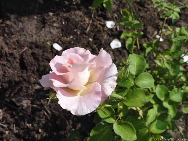 'Marinette (shrub, Austin, 1995)' rose photo