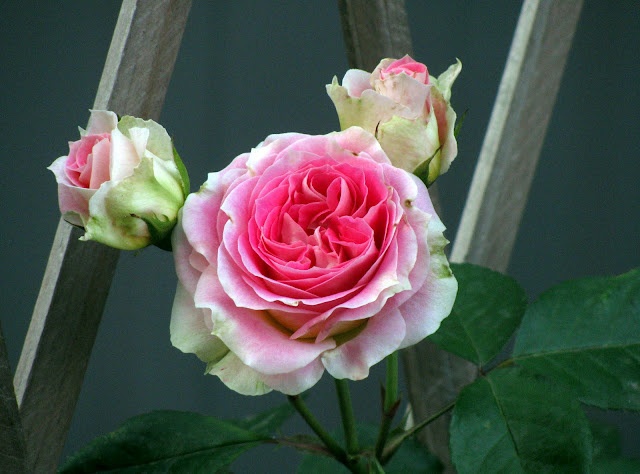 'César ® (climber, Meilland, 1993)' rose photo