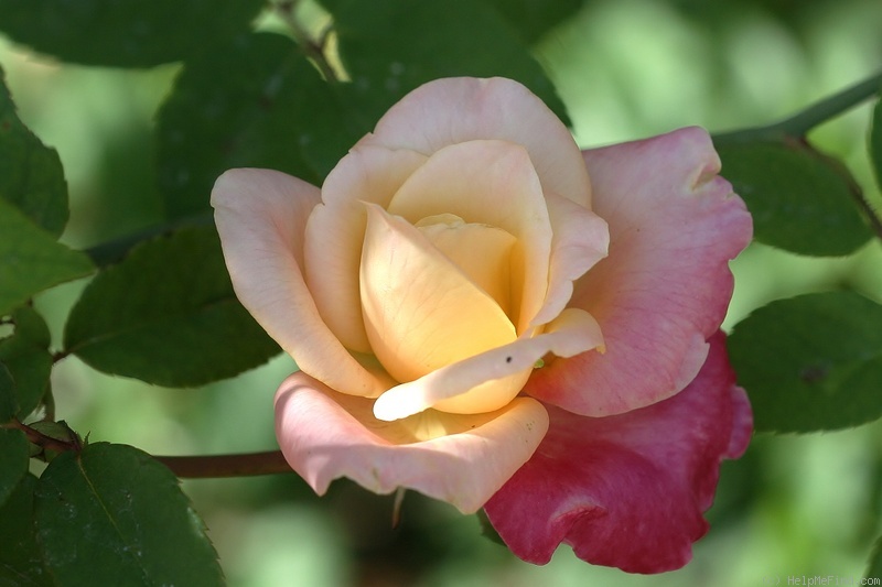 'Rosette Delizy' rose photo
