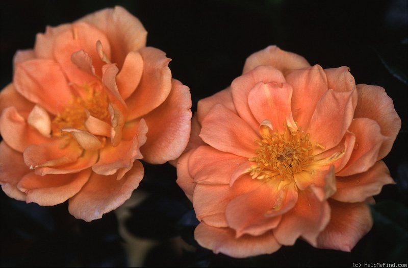 'Bridge of Sighs (Large Flowered Climber, Harkness, 2000)' rose photo