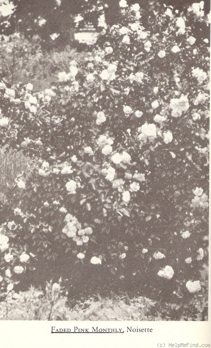 '