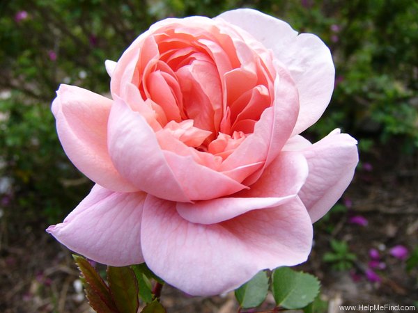 'Colette ® (hybrid tea, Meilland 1994)' rose photo