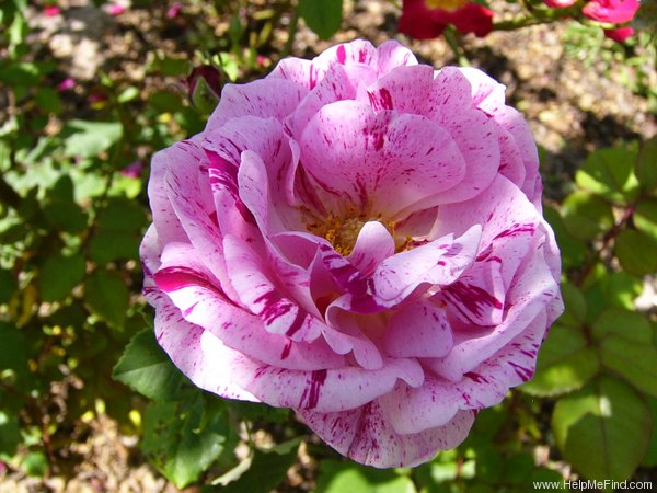 'Ferdinand Pichard' rose photo