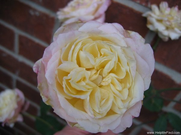 'Mrs. Dudley Cross (Tea, Paul, 1907)' rose photo