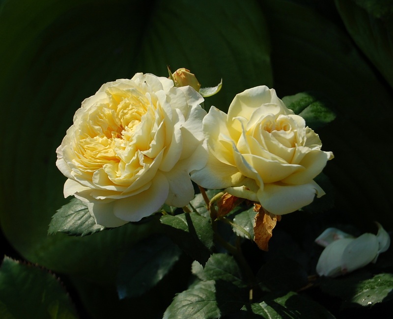 'Nelson Monfort ®' rose photo