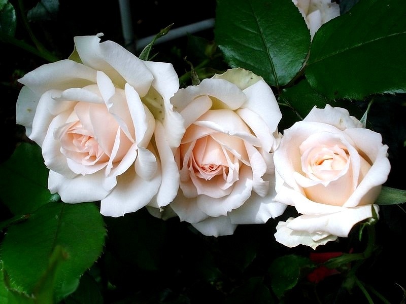 'Sweet Love ® (hybrid tea, 2005, Harkness)' rose photo