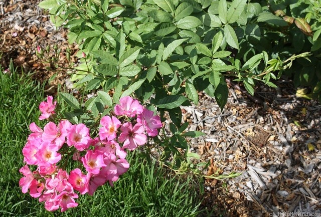 'Gay Vista' rose photo