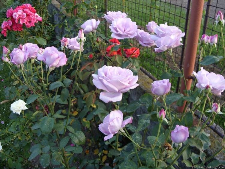 'Ametyst (hybrid tea, Urban, 1978)' rose photo