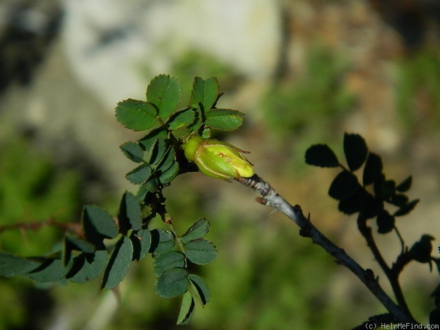 'Hugonis' rose photo