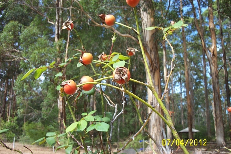 'Blossomtime (Large Flowered Climber, O'Neal, 1951)' rose photo
