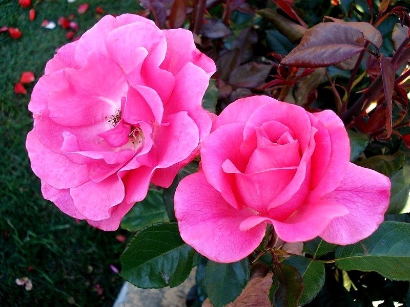 'Romanze ® (shrub, Tantau, 1984)' rose photo