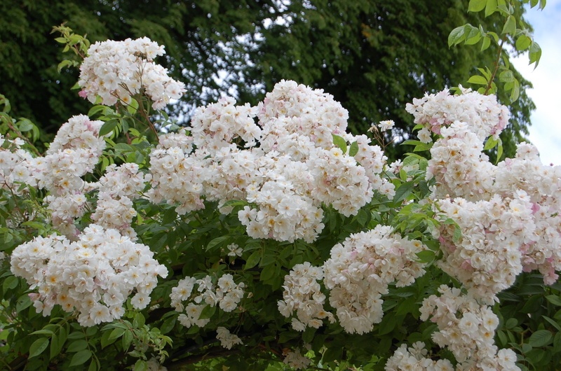 'Bobbie James' rose photo