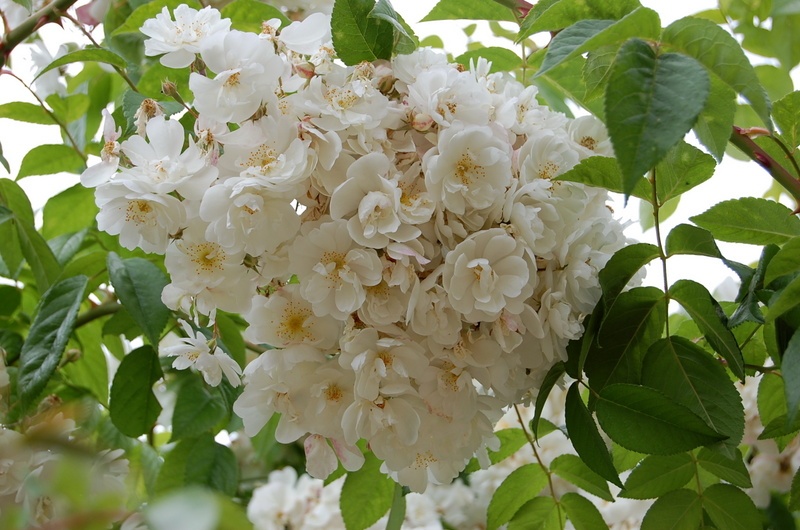 'Bobbie James' rose photo