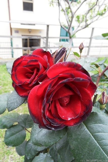'Exploit ®' rose photo