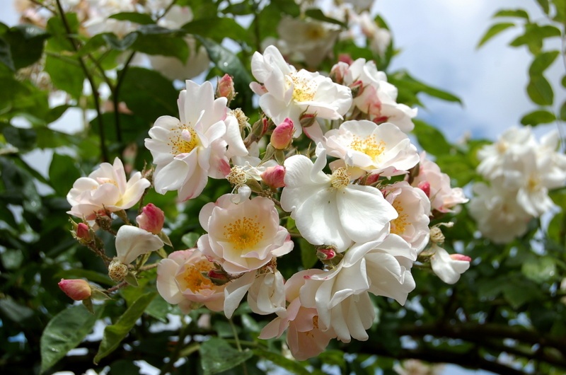 'Sourire d'Orchidée' rose photo